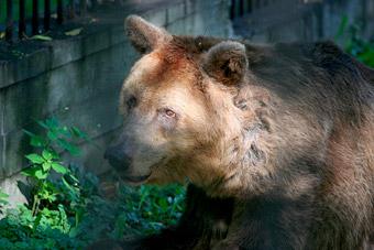 В Калининградском зоопарке начали просыпаться медведи