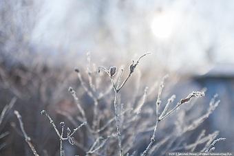 Перелётные птицы не хотят возвращаться в Россию из-за холодов