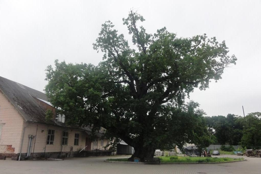 В Ладушкине ищут «соломоново решение», чтобы открыть доступ к Грюнвальдскому дубу