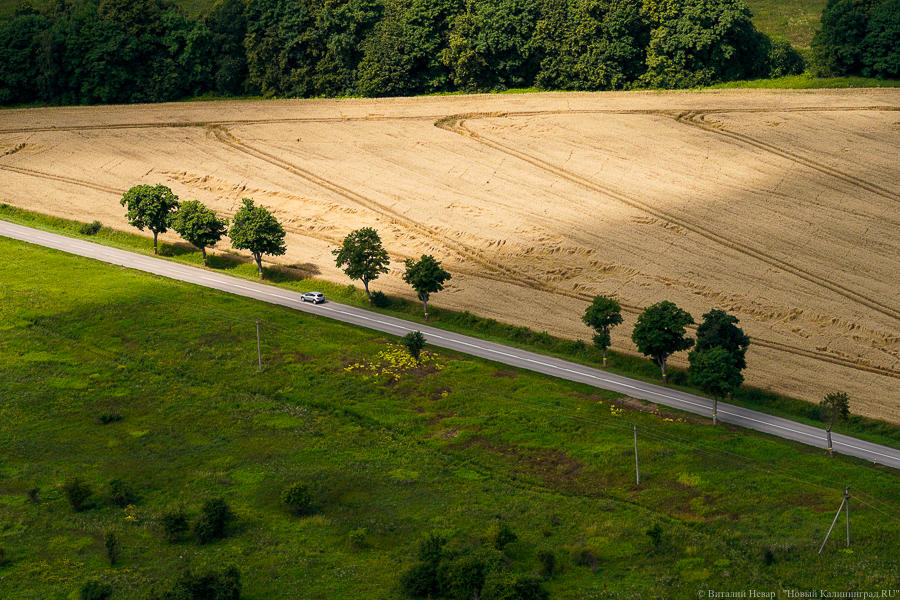 Сергей Мельников обвинил экологов в том, что они препятствуют спилу сухих деревьев