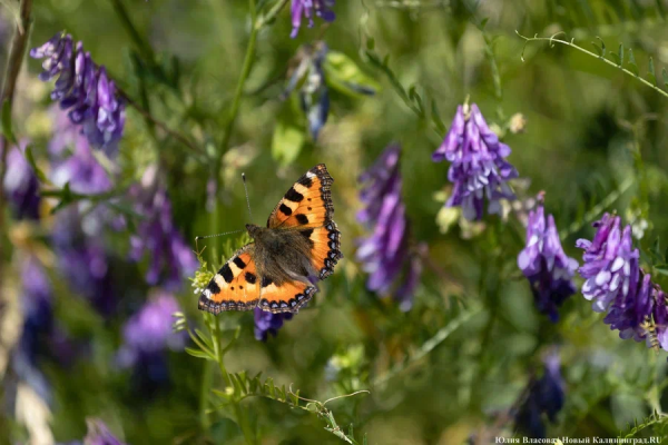 Погода в Калининграде 24 июля