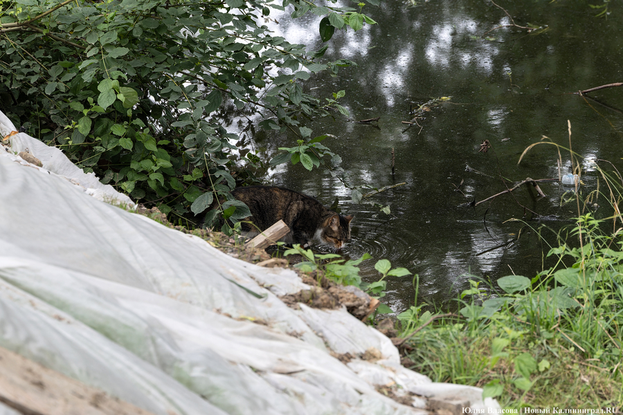 Почти готов, но дата открытия под вопросом: как сейчас выглядит Каштановый парк (фото)