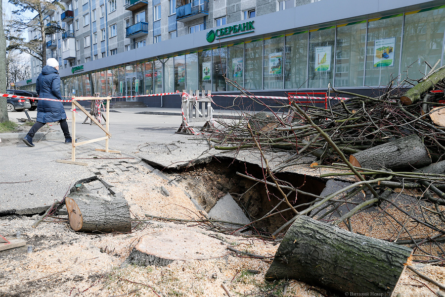 На улице Невского провалился тротуар — и в провал рухнуло дерево (фото)