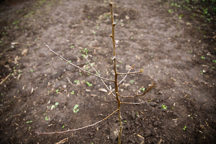 В Балтийске, Пионерском и Светлогорске за год многодетным не дали ни одного участка