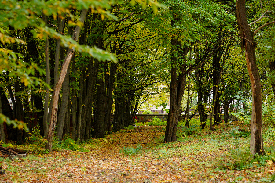 Увидеть в последний раз: осень на стадионе «Спартак», который хотят застроить (фото)