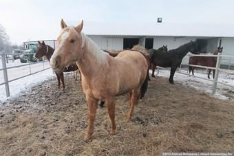 В Калининграде в районе ботанического сада и ул. Гайдара пасутся бесхозные лошади