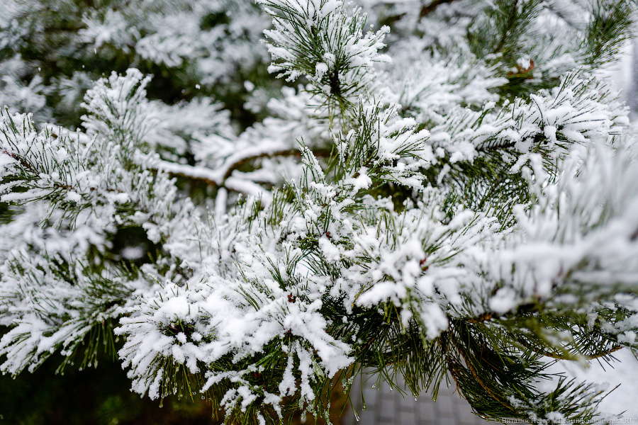 На Куршской косе до 31 декабря намерены искать в машинах посетителей срубленные ели