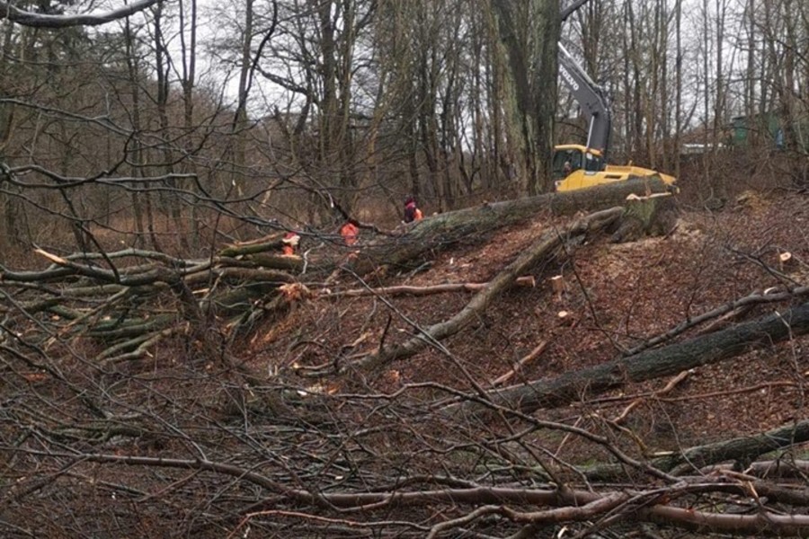 Жители Пионерского пожаловались на вырубки деревьев в городском парке (фото) (видео)