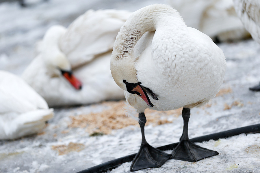 Лебеди на замерзающих водоёмах: всё, что нужно знать о спасении птиц зимой