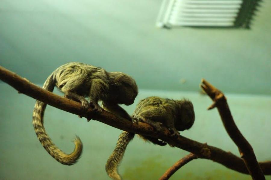 В Калининградском зоопарке родились обыкновенные игрунки