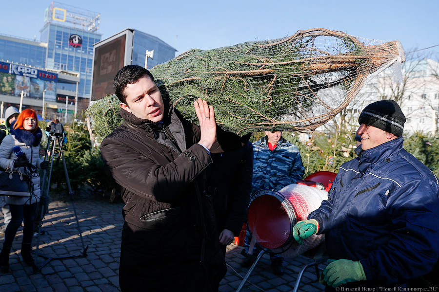 Губернаторский распил: как Алиханов ёлку выбирал