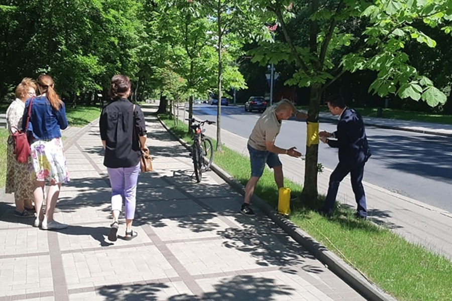 В Калининграде готовятся к установке ловчих поясов на каштаны