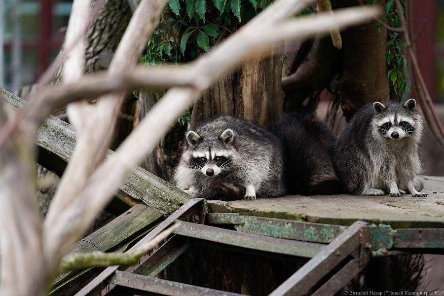 Жаба, гадюка и другие: в зоопарке открылся террариум после ремонта (фото)