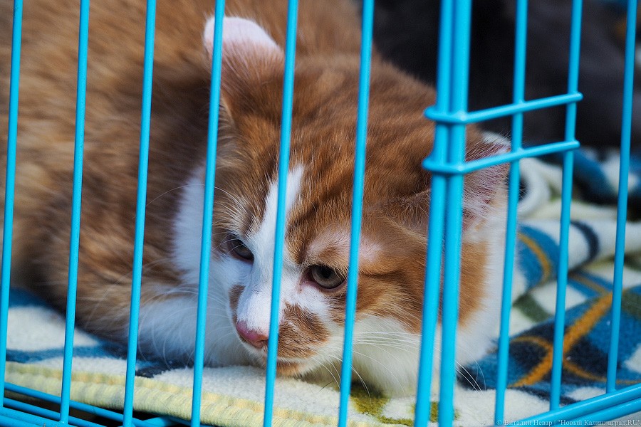 Подари мне дом: на Верхнем озере организовали выставку бездомных животных