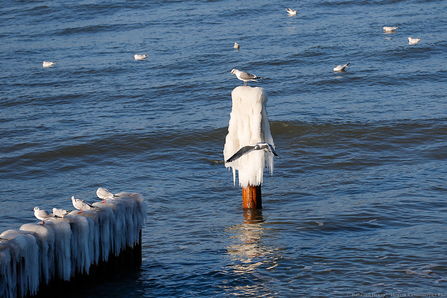 Синоптики обещают в Калининградской области холода до минус 14 градусов
