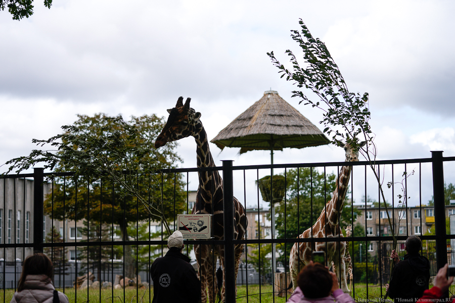 В Калининграде из-за ветра закрыли зоопарк