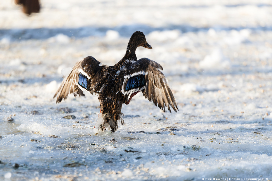 Ледяной плен: в парке Зеленоградска спасают замерзающих уток (фото)