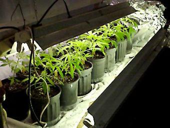 Задержан калининградец, выращивавший марихуану на съемной квартире 