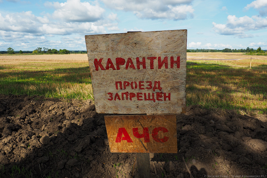 Власти области решили уничтожить свиней одной из компаний из-за АЧС