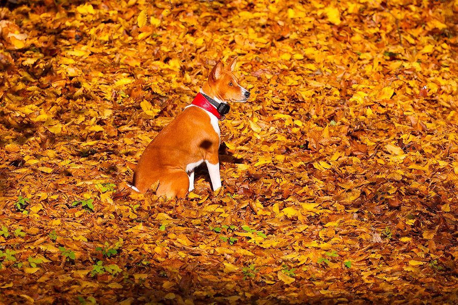 Призыв вместо мобилизации, счётчики и сухогрузы: нововведения ноября