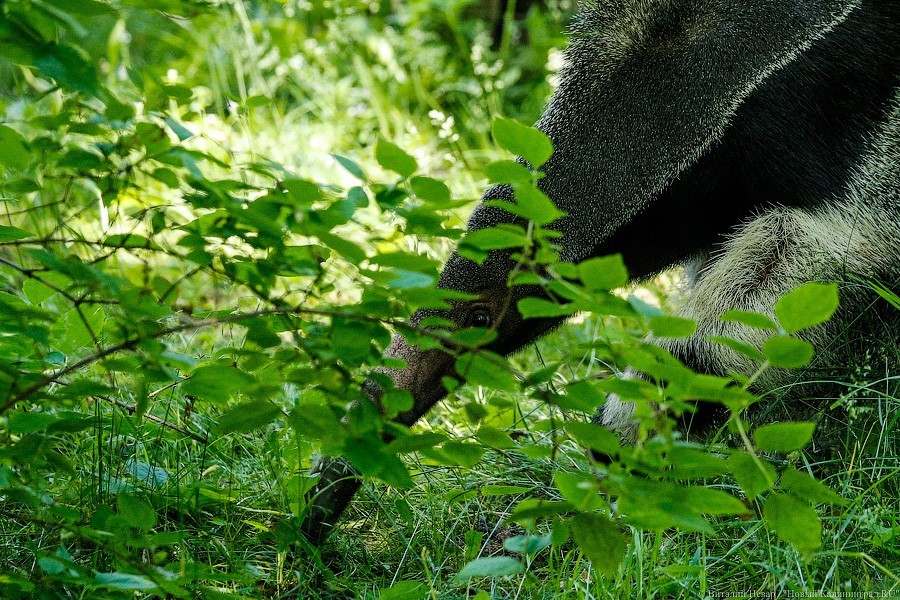 Дистанция в одного кенгуру: первый день работы Калининградского зоопарка (фото)