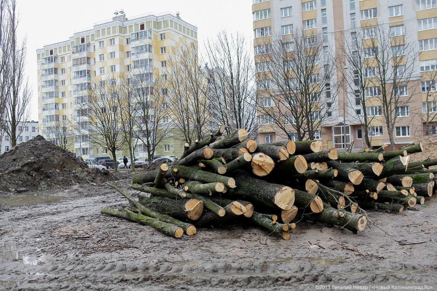 «Конец липовой аллеи»: на Гайдара из-за нового моста вырубают 261 дерево (фото)