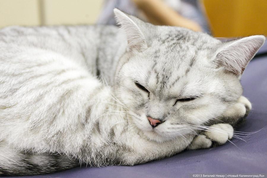 Кот — друг человека: в Калининграде отметили очередной кошачий праздник