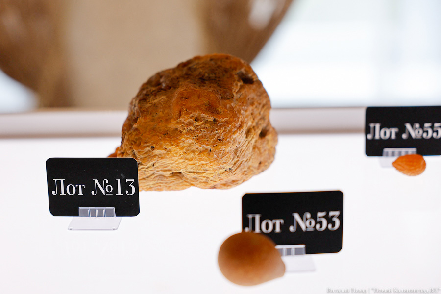 Доисторические козявки: Янтарный комбинат показал редкие камни для аукциона (фото)