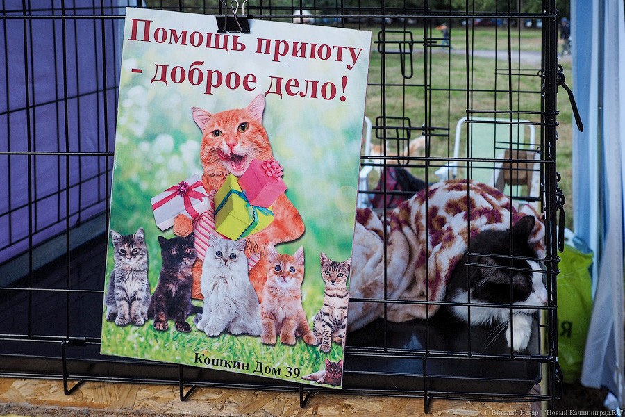 Подари мне дом: на Верхнем озере организовали выставку бездомных животных