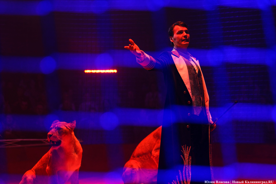 Цирк, дрессировщик и львы: в Калининграде проходят съемки фильма «Встань и иди» (фото)