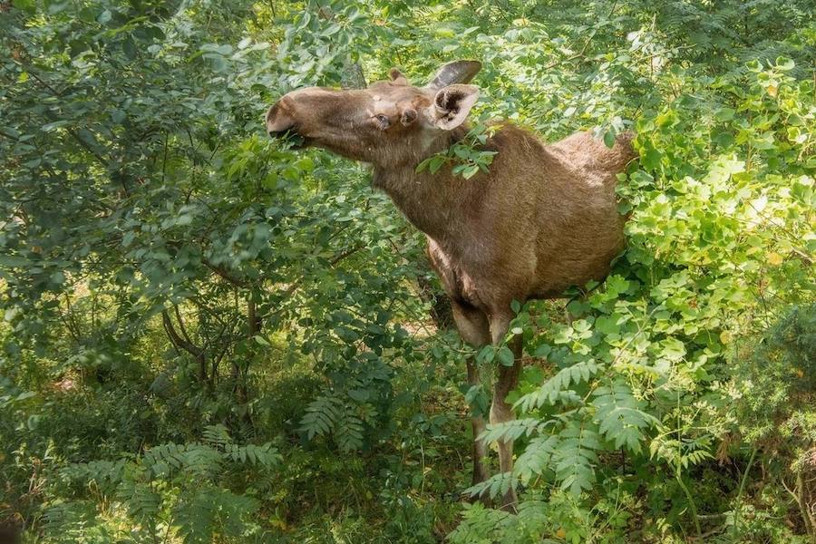 Возбуждены и агрессивны: нацпарк предупреждает об опасных лосях на Куршской косе
