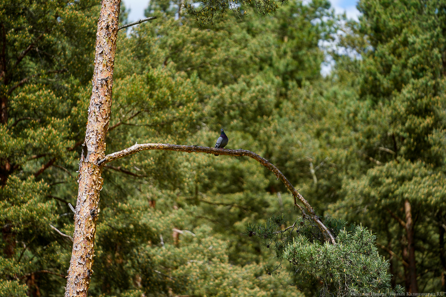 Пограничников и военных исключили из числа обязанных соблюдать режим особой охраны в заказнике «Дюнный»