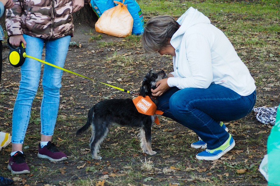 Подари мне дом: на Верхнем озере организовали выставку бездомных животных