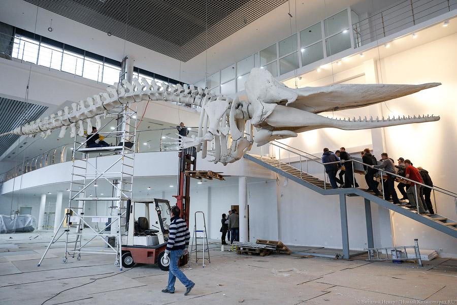 «Собери кашалота»: в ММО начали монтаж крупнейшего в России скелета кита