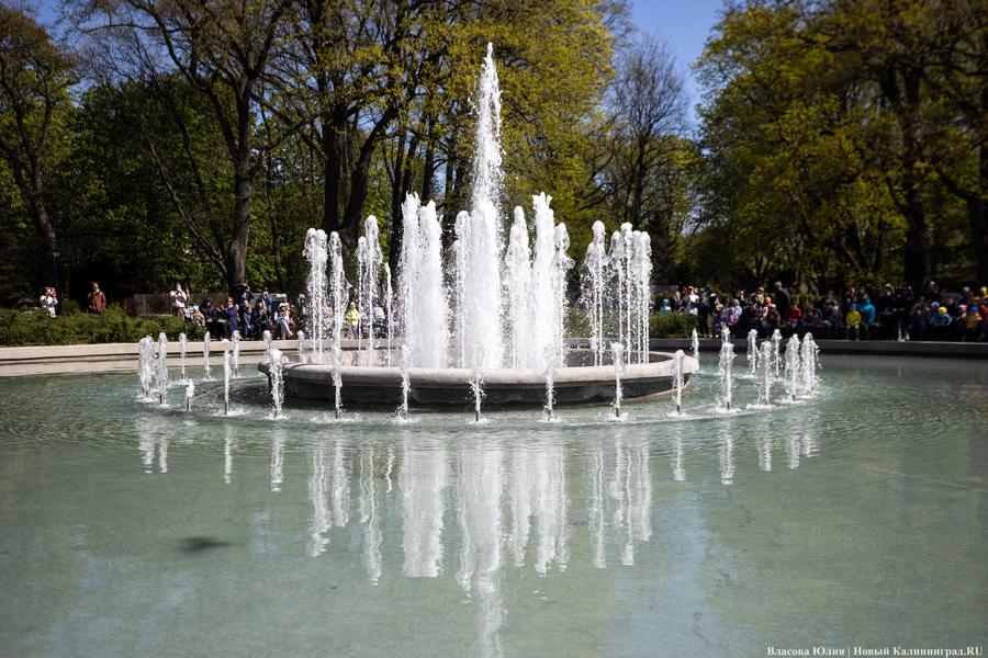 «Быки» и «младенцы»: в Калининграде начался сезон фонтанов (фото)