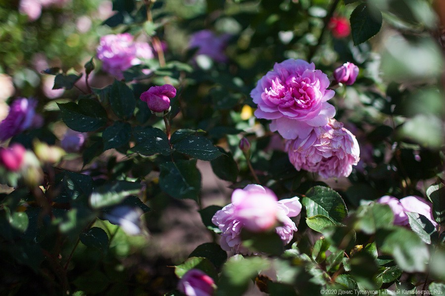 Розовое цветение: Ботанический сад открылся для посетителей (фото)