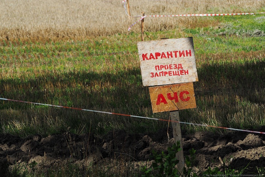 Главному ветврачу «Правдинского свинопроизводства» назначен штраф 100 тысяч 