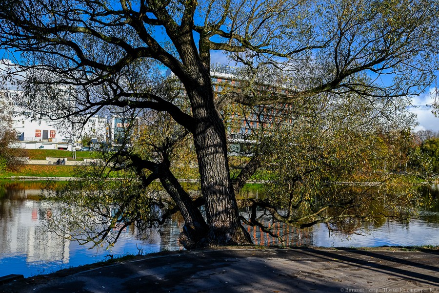 Кое-что бесплатное, запрет алкоголя и обещания свободы: нововведения мая