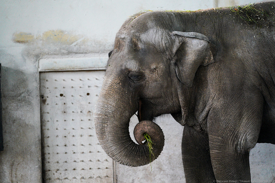 Вот компания какая: Калининградский зоопарк открыл все павильоны для посетителей