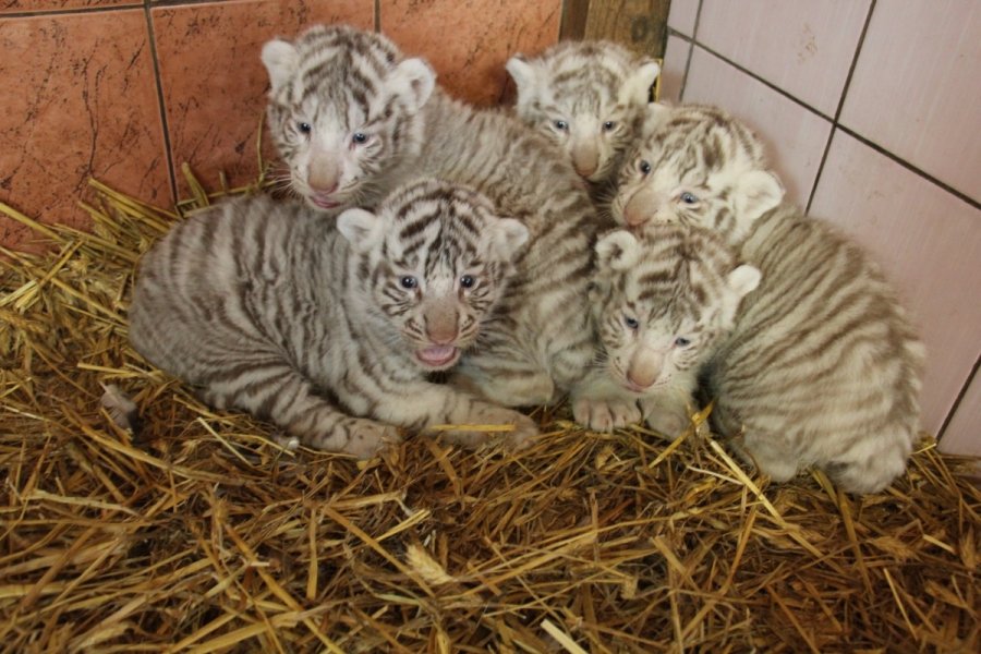 В Клайпеде белая тигрица родила рекордное число тигрят (фото)