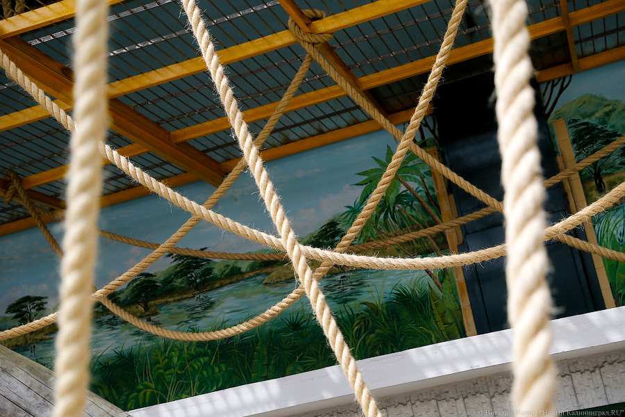 За стеклом: как живется в вольере для орангутанов Калининградского зоопарка