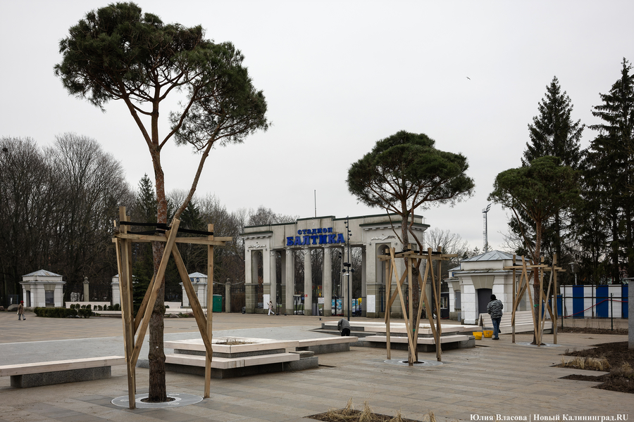В трех соснах: как выглядит благоустроенная территория у стадиона «Балтика» (фото)