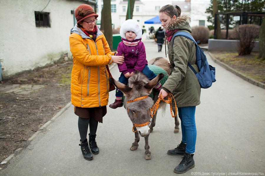 Продвинутое средневековье: как люди и звери Масленицу отмечали