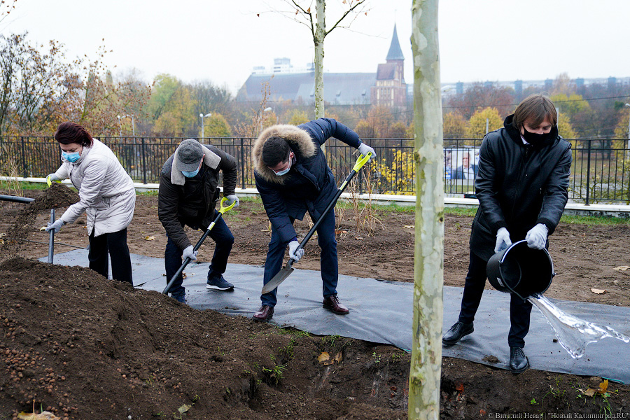 «Платанические» отношения: чиновники и бизнесмены посадили аллею у Дома Советов (фото)