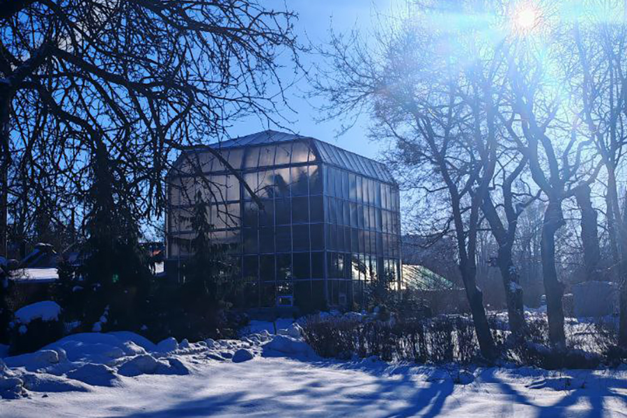 В Ботаническом саду БФУ имени Канта рассказали, как пережили сильные морозы (фото)