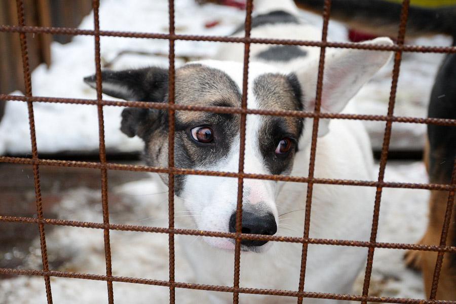 «Некуда девать»: как выглядит изнутри приют для бездомных животных