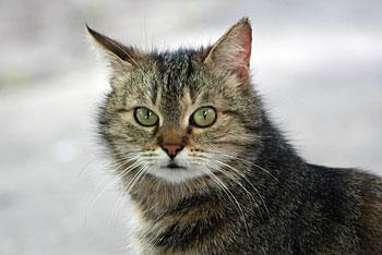 В Славске пойман дикий кот с диагнозом «бешенство»