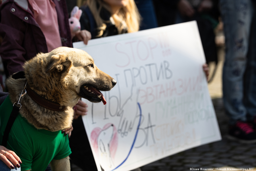 В защиту братьев меньших: в Калининграде прошёл митинг против убийства животных (фото)