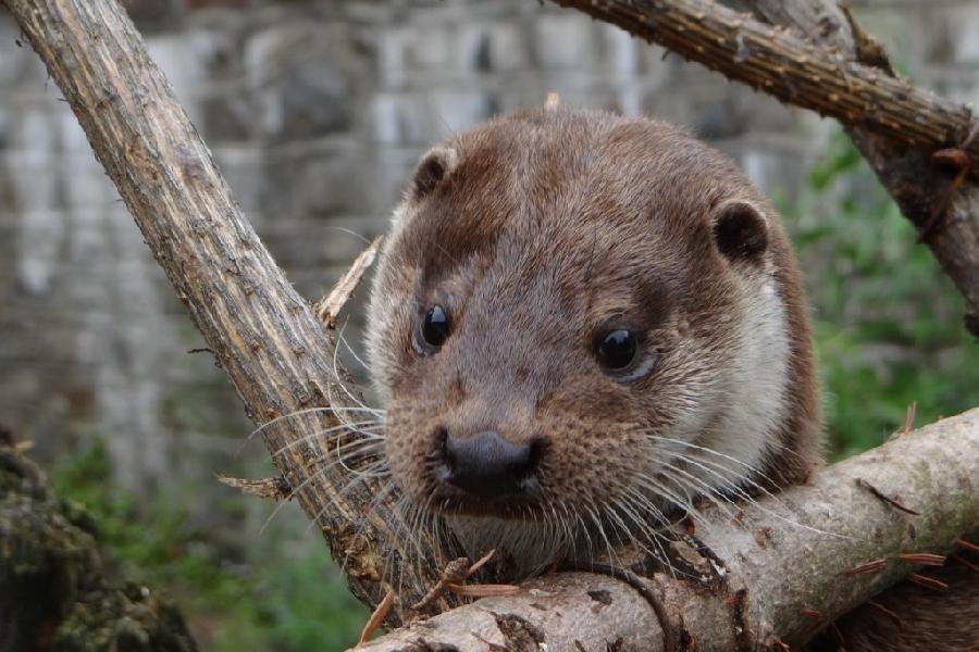 Фото предоставлено пресс-службой Калининградского зоопарка