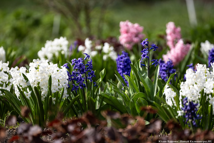 Показываем, как в Ботаническом саду цветут магнолии (фото)